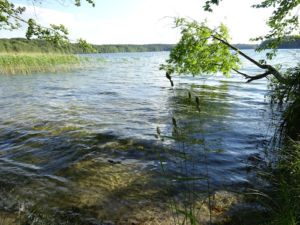 klarer See mit Ästen
